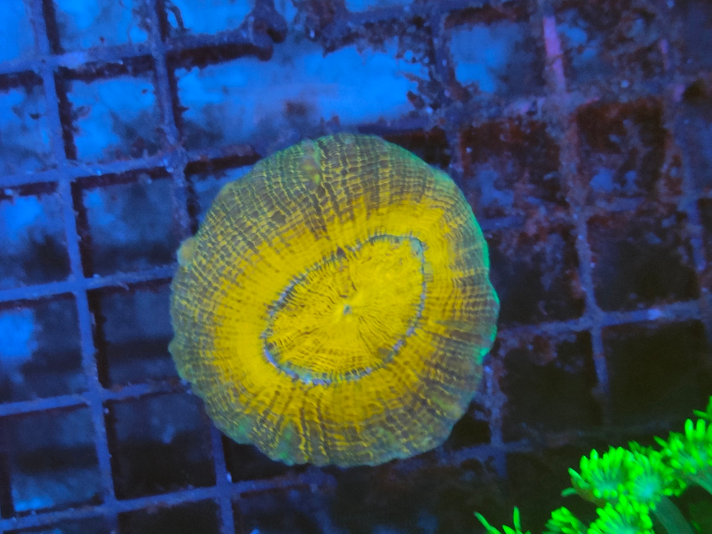 Lobophyllia ultra WYSIWYG B2