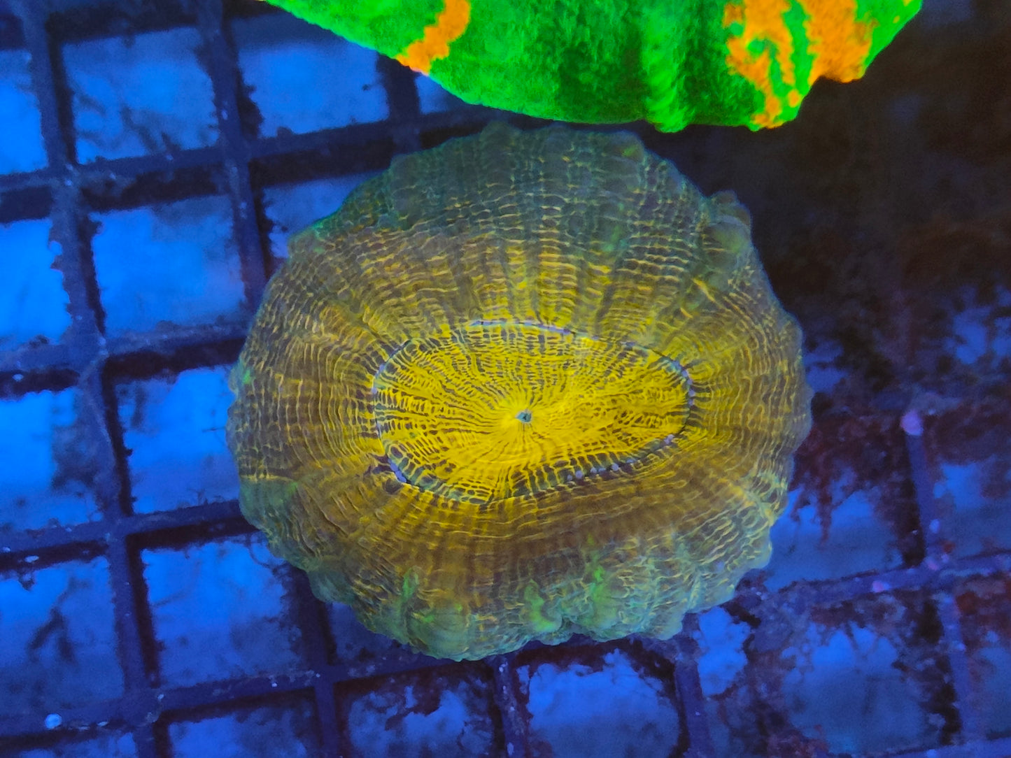 Lobophyllia ultra WYSIWYG B3