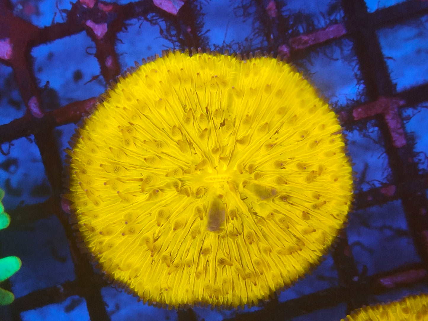Cicloseris (fungia) orange ultra WYSIWYG F13