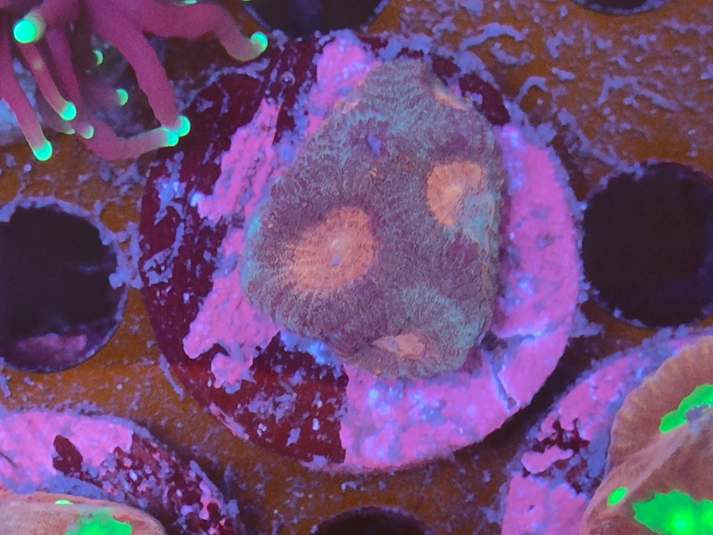 Favia WYSIWYG F18
