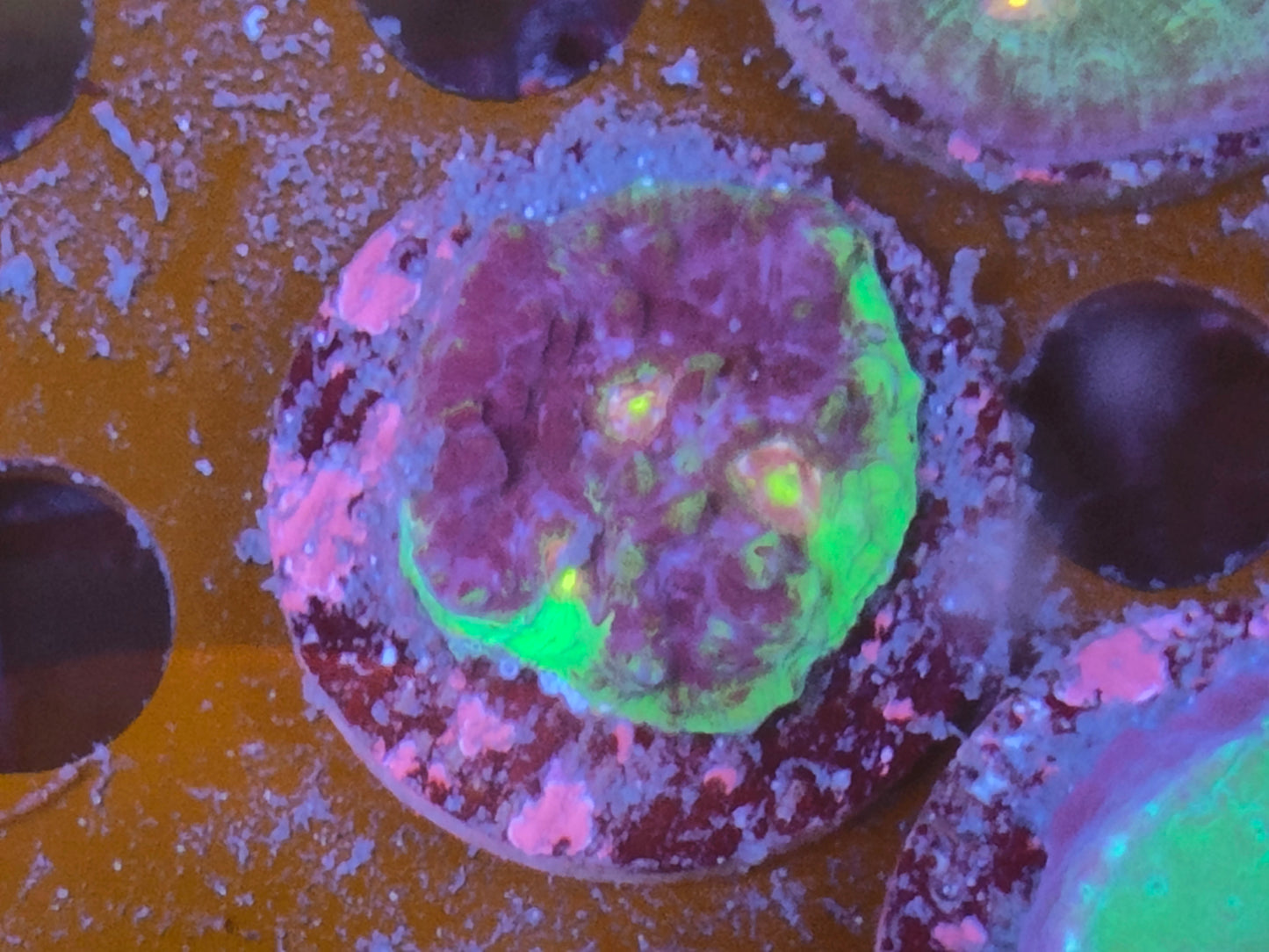 echinophyllia WYSIWYG F17