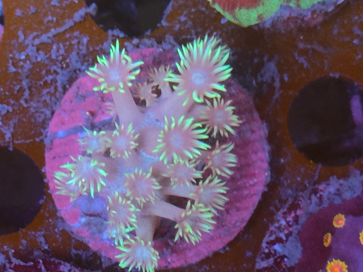 Goniopora vert WYSIWYG F19