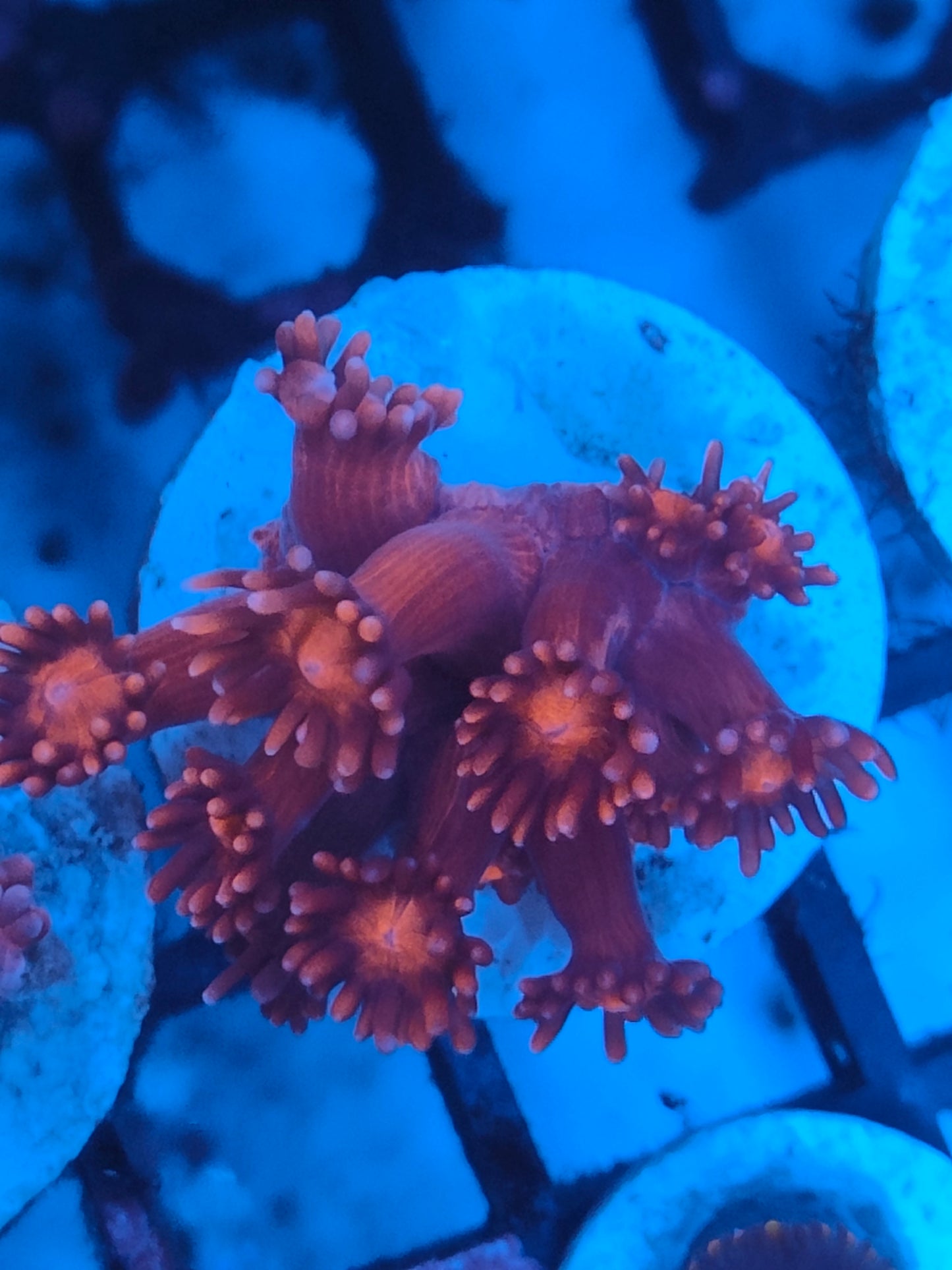 Goniopora rouge G3 WYSIWYG