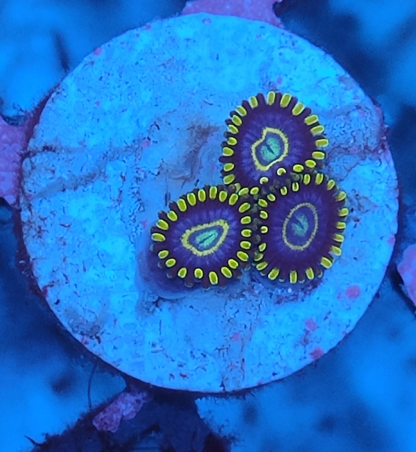Zoanthus blue hornet G4 WYSIWYG