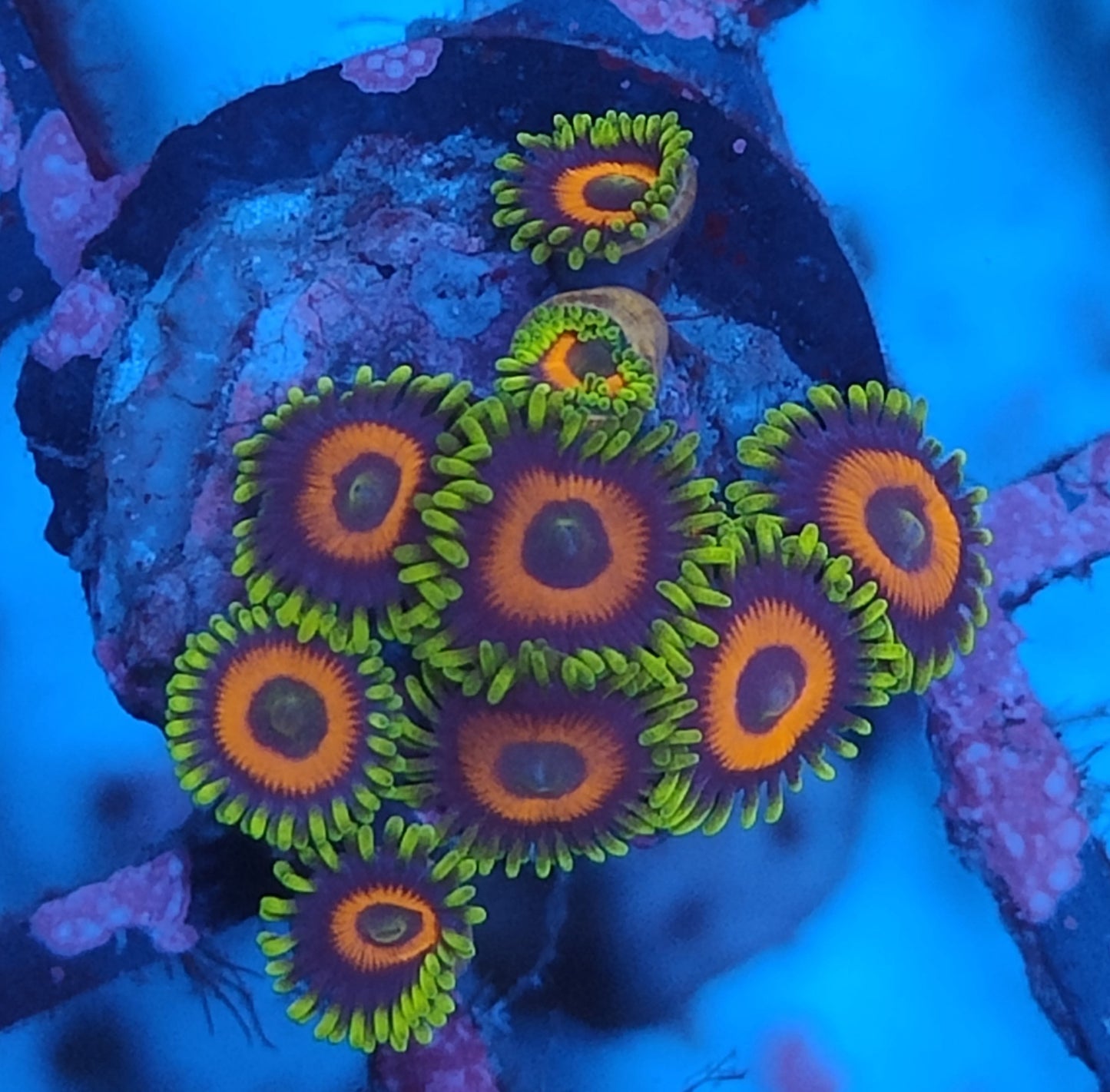 Zoanthus water melon f4 WYSIWYG