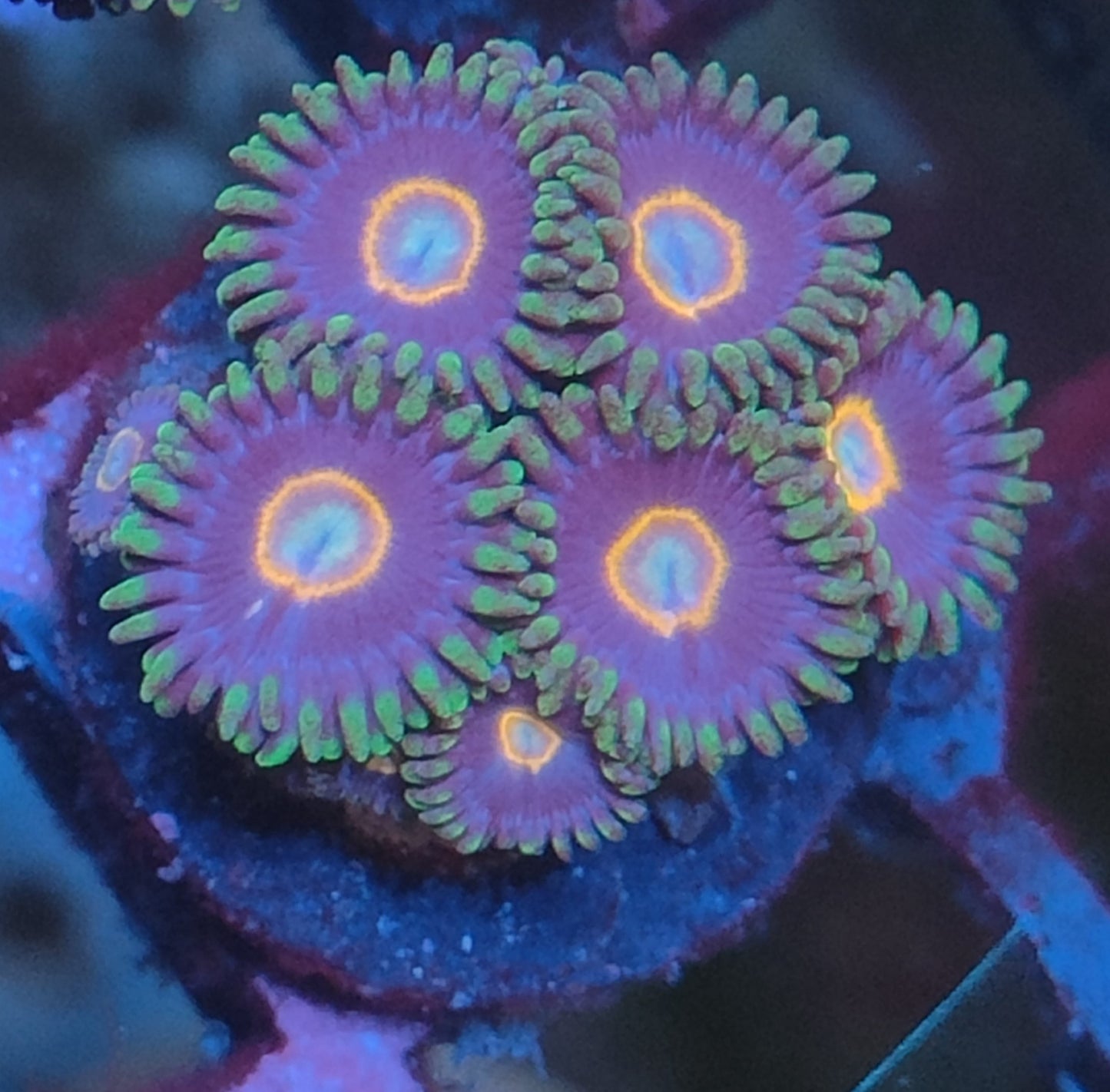 Zoanthus ufo 24 WYSIWYG