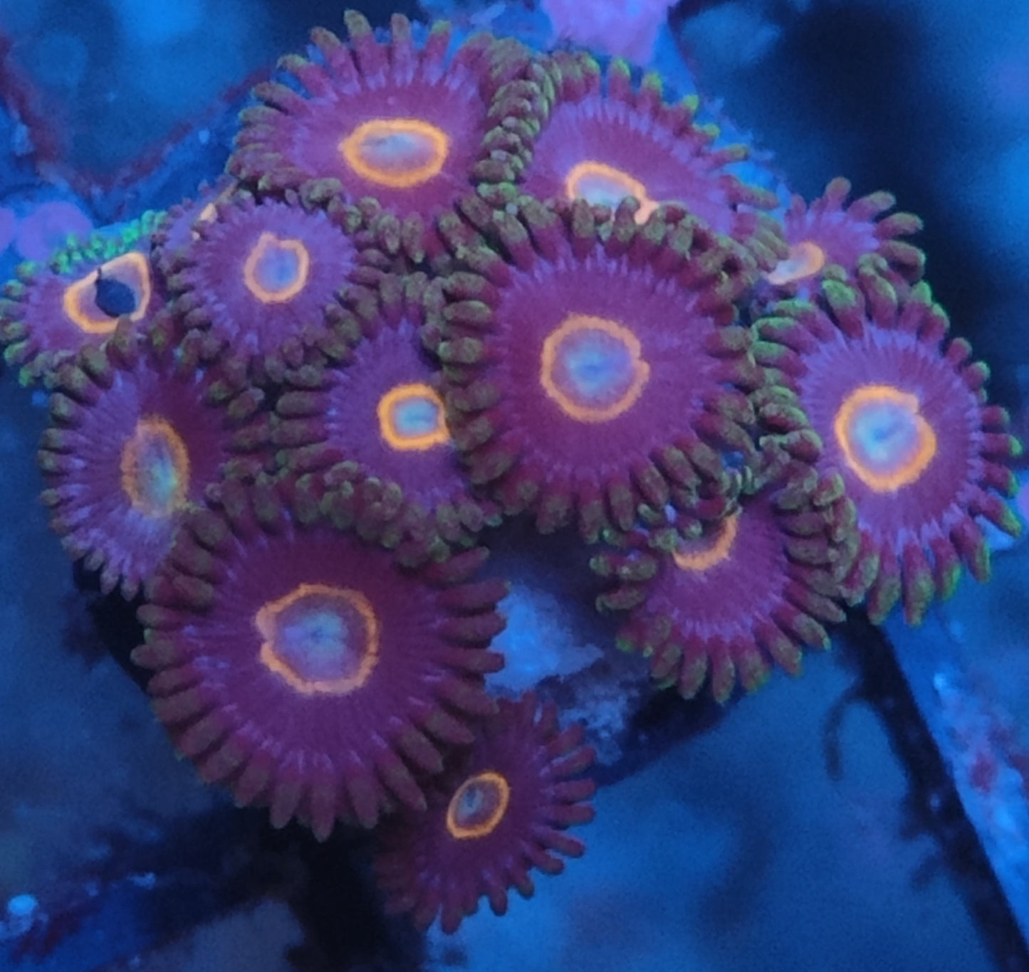 Zoanthus ufo 25 WYSIWYG
