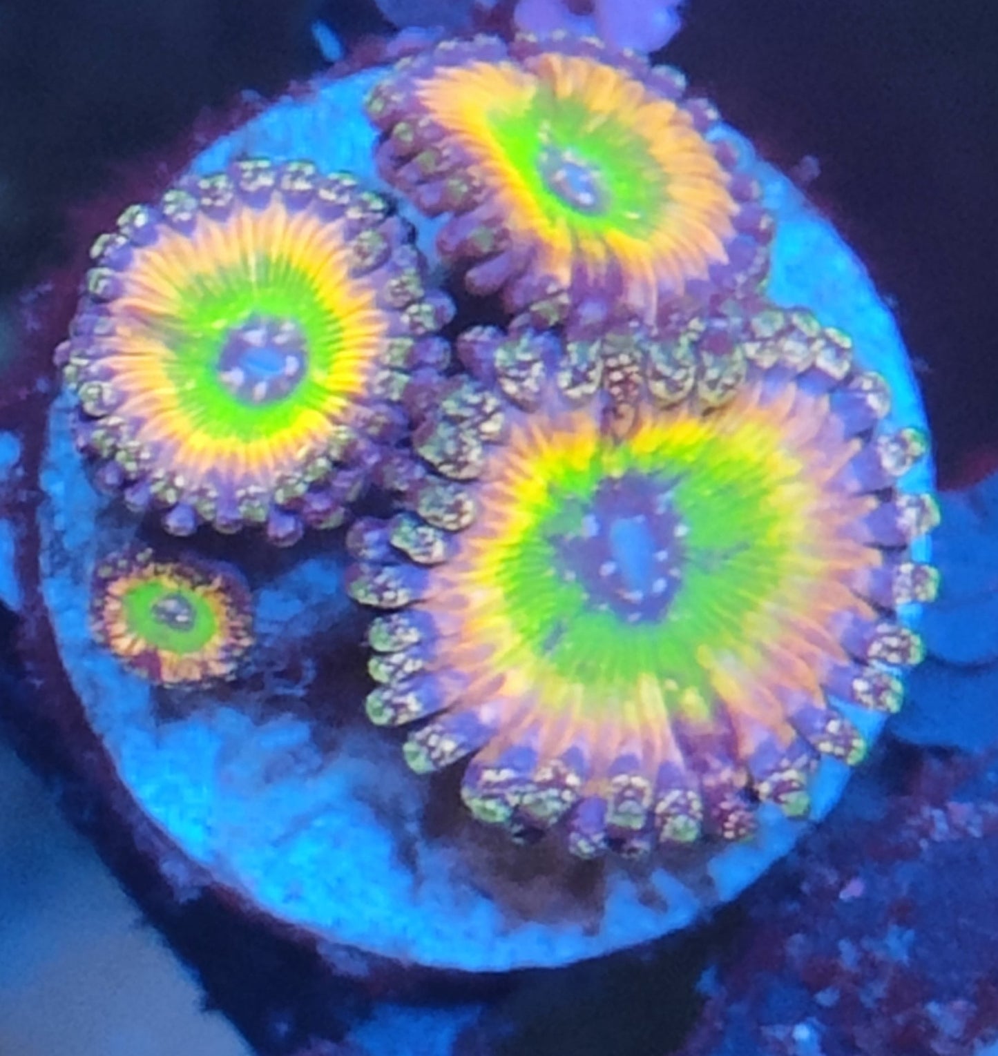 Zoanthus thinkerbell H4 WYSIWYG
