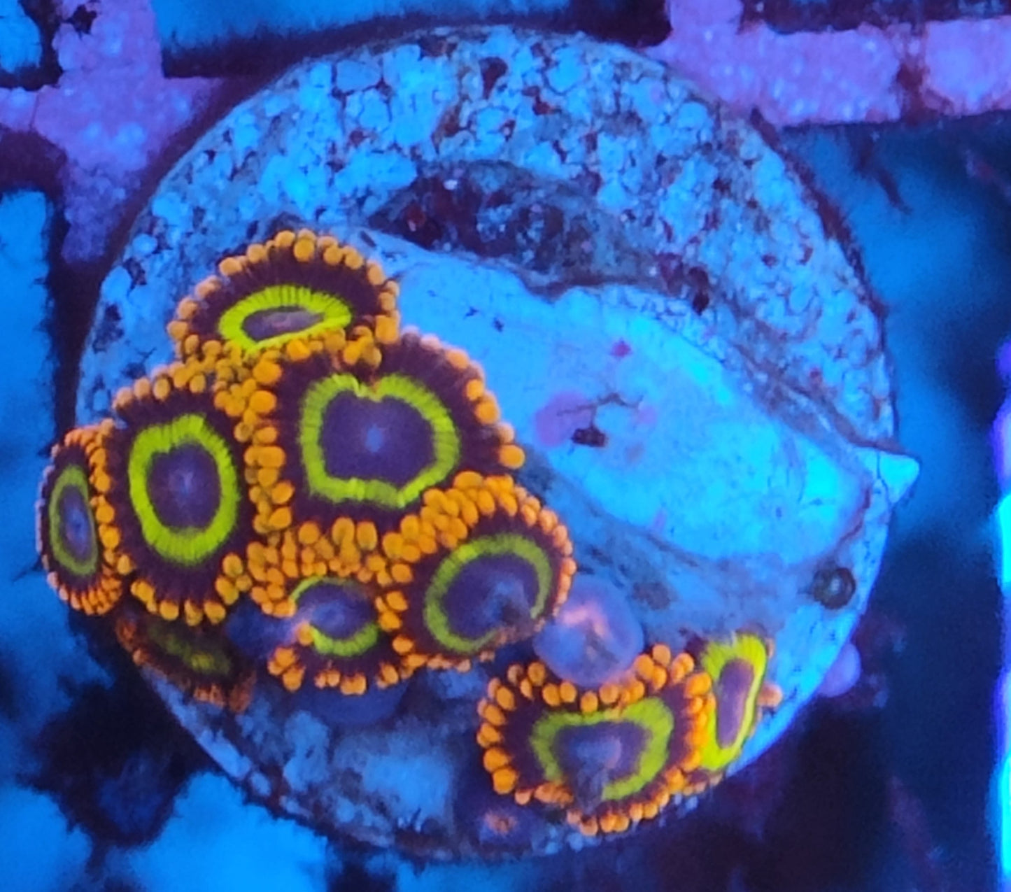 Zoanthus Fruity loop 23 WYSIWYG