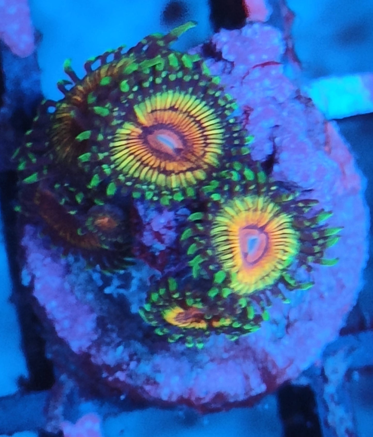 Zoanthus rainbow eclipse wysiwyg 5 polypes