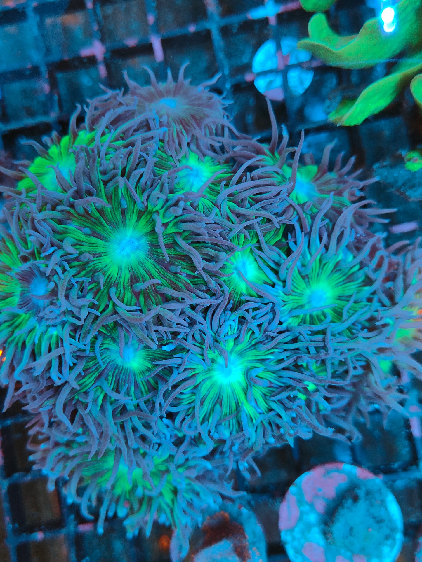 Duncanopsammia XL WYSIWYG