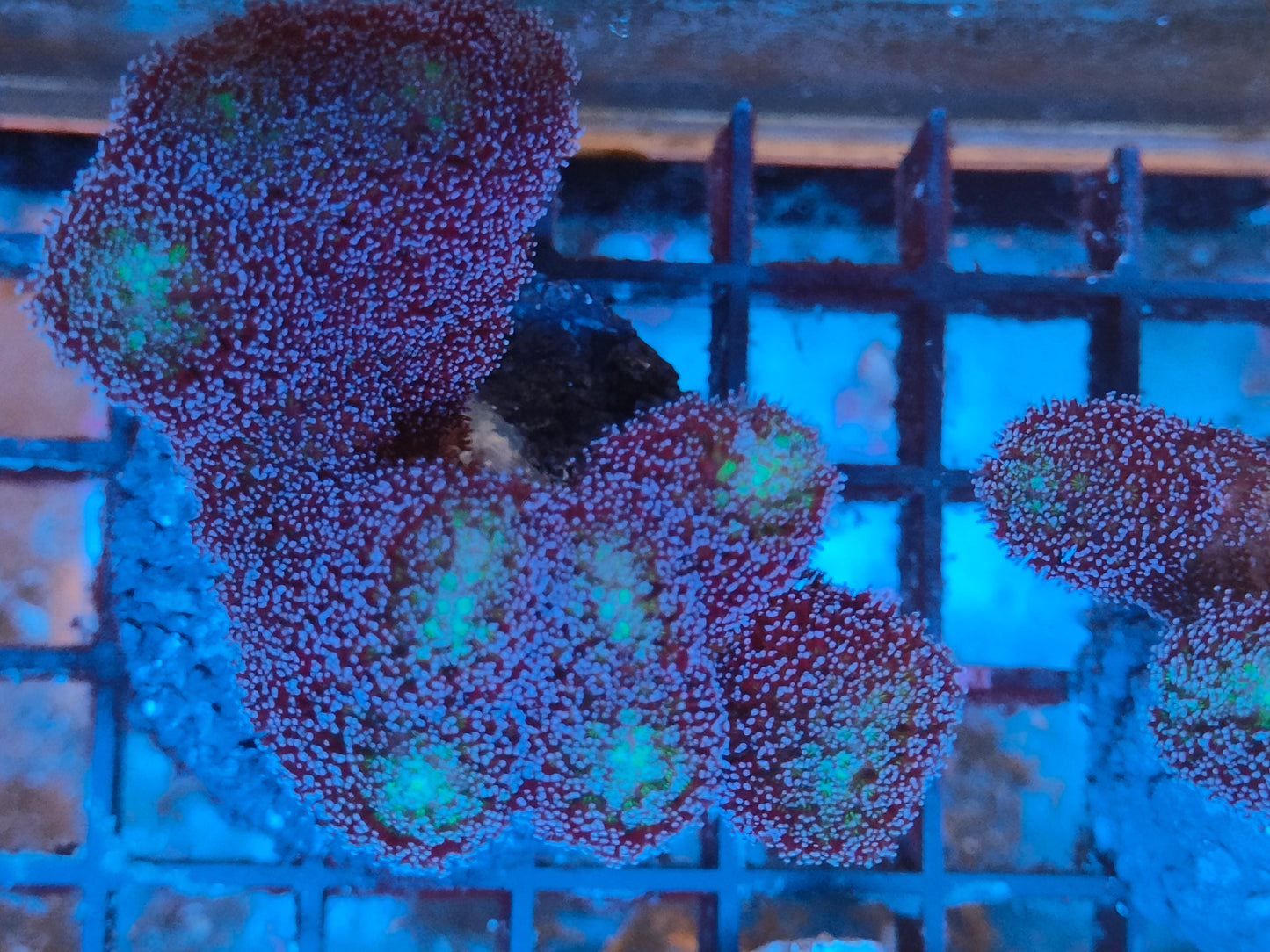 Stylophora milka S2 WYSIWYG