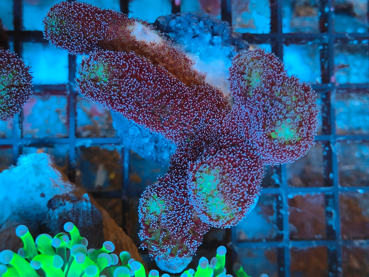 Stylophora milka S3 WYSIWYG