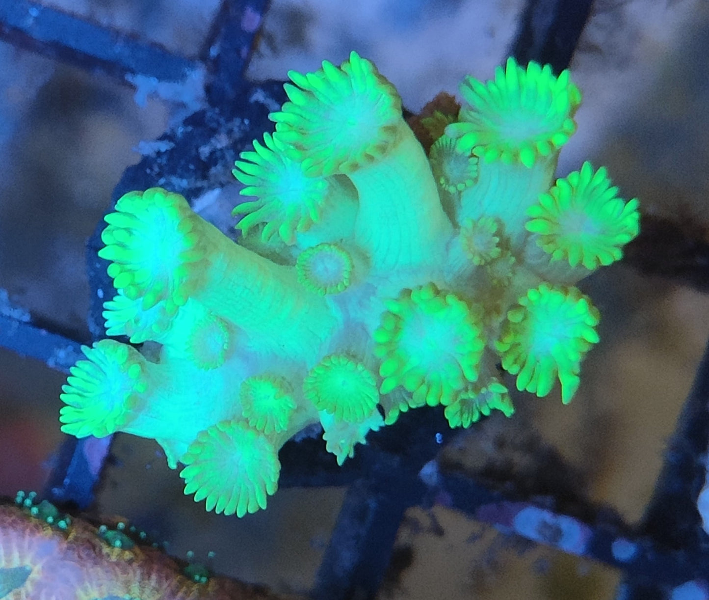 Goniopora Vert ultra WYSIWYG G21