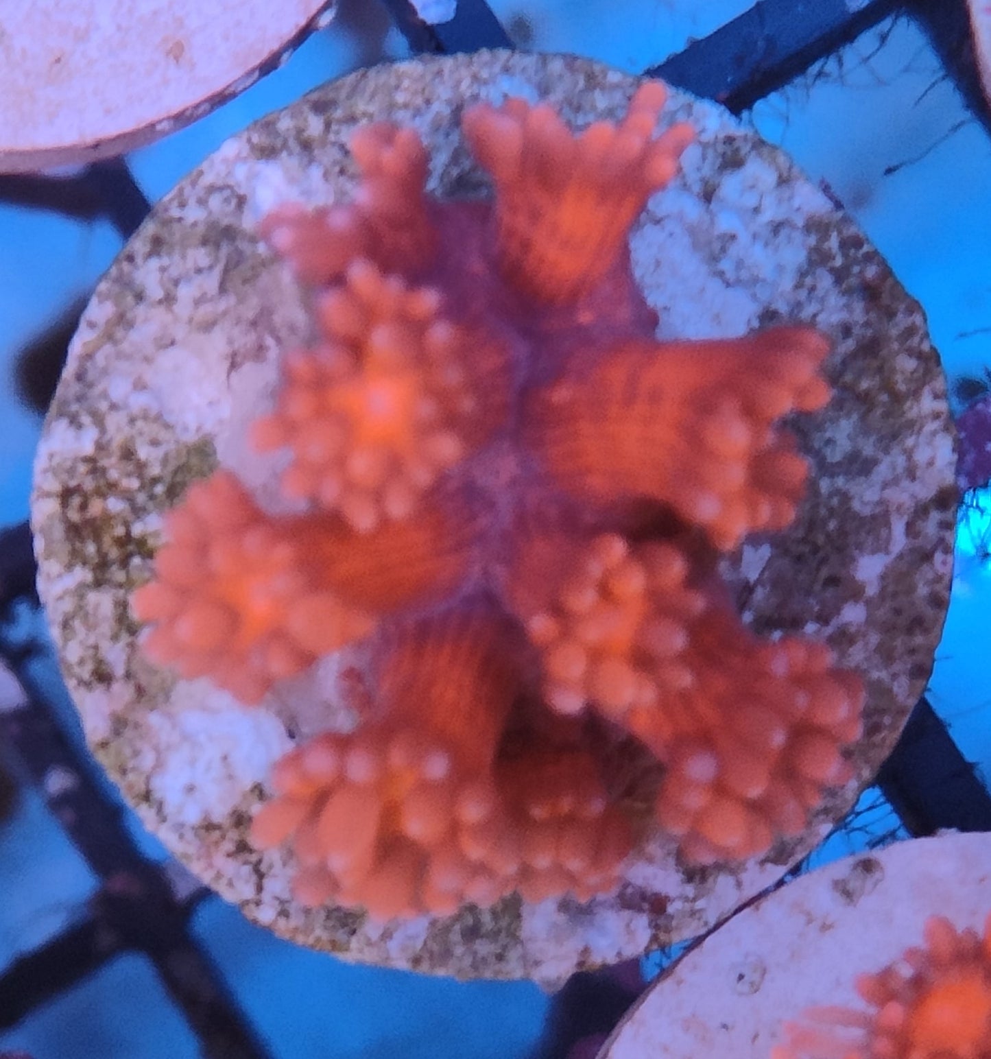 Goniopora rouge ultra WYSIWYG G22