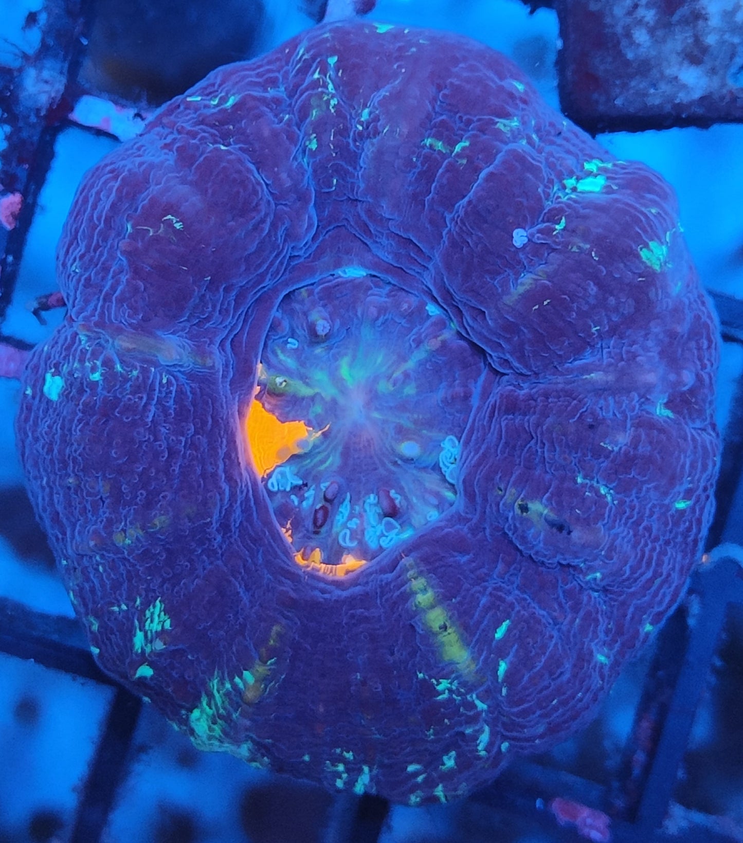 Scolymia warpaint WYSIWYG G22