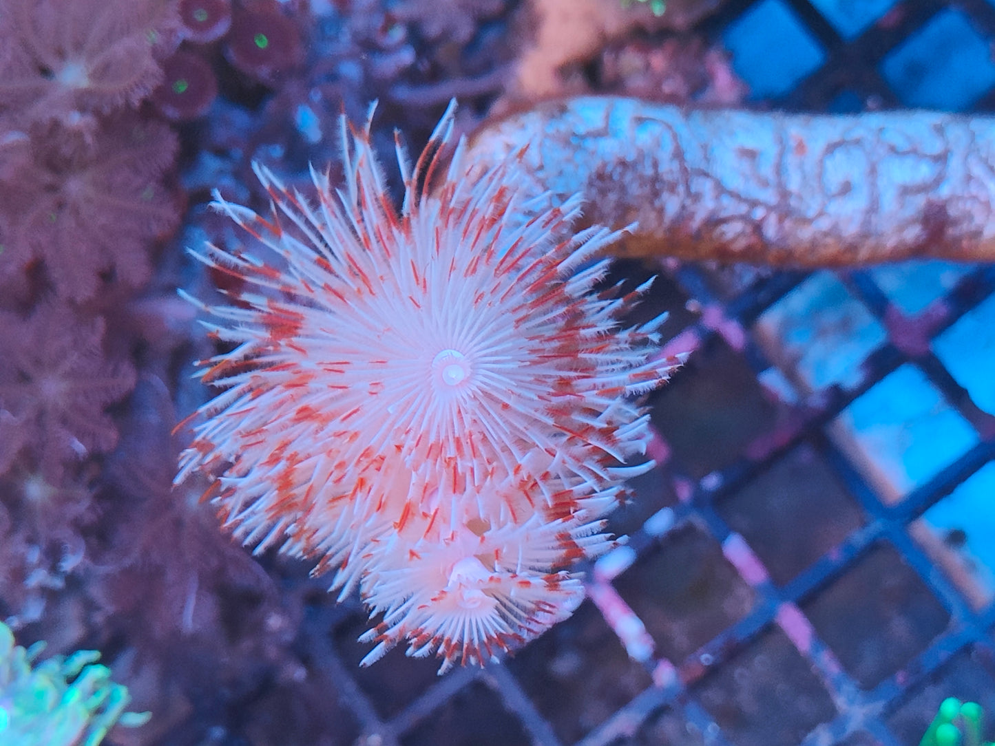 Protula bispiralis rouge blanche