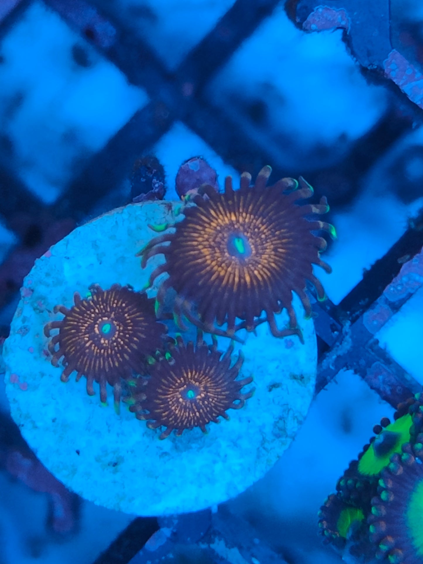 Zoanthus night crawler WYSIWYG Z1