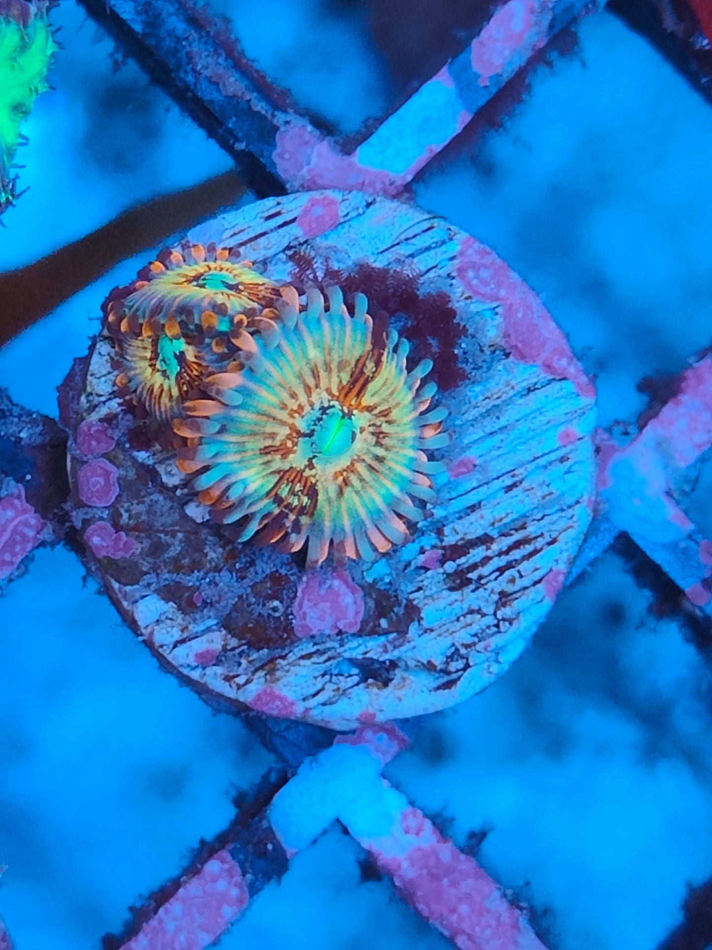 Zoanthus Seduction WYSIWYG Z3