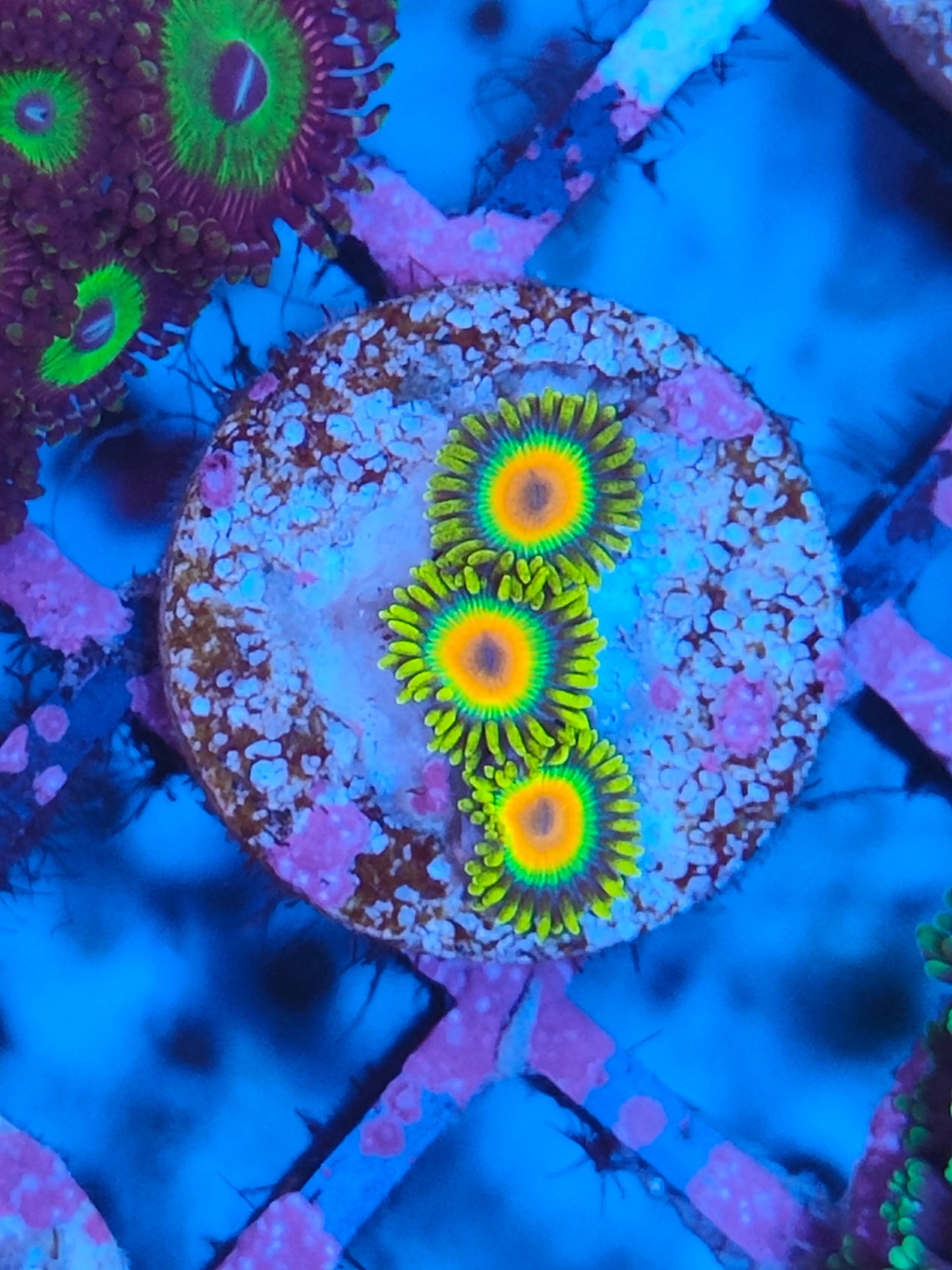 Zoanthus Rasta WYSIWYG 28
