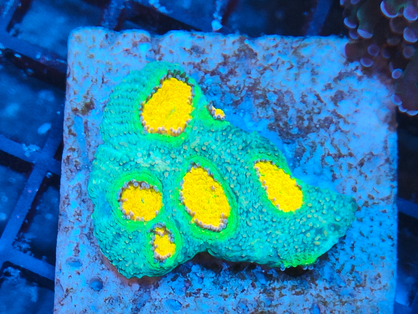 Acanthastrea echinata rainbow WYSIWYG e2