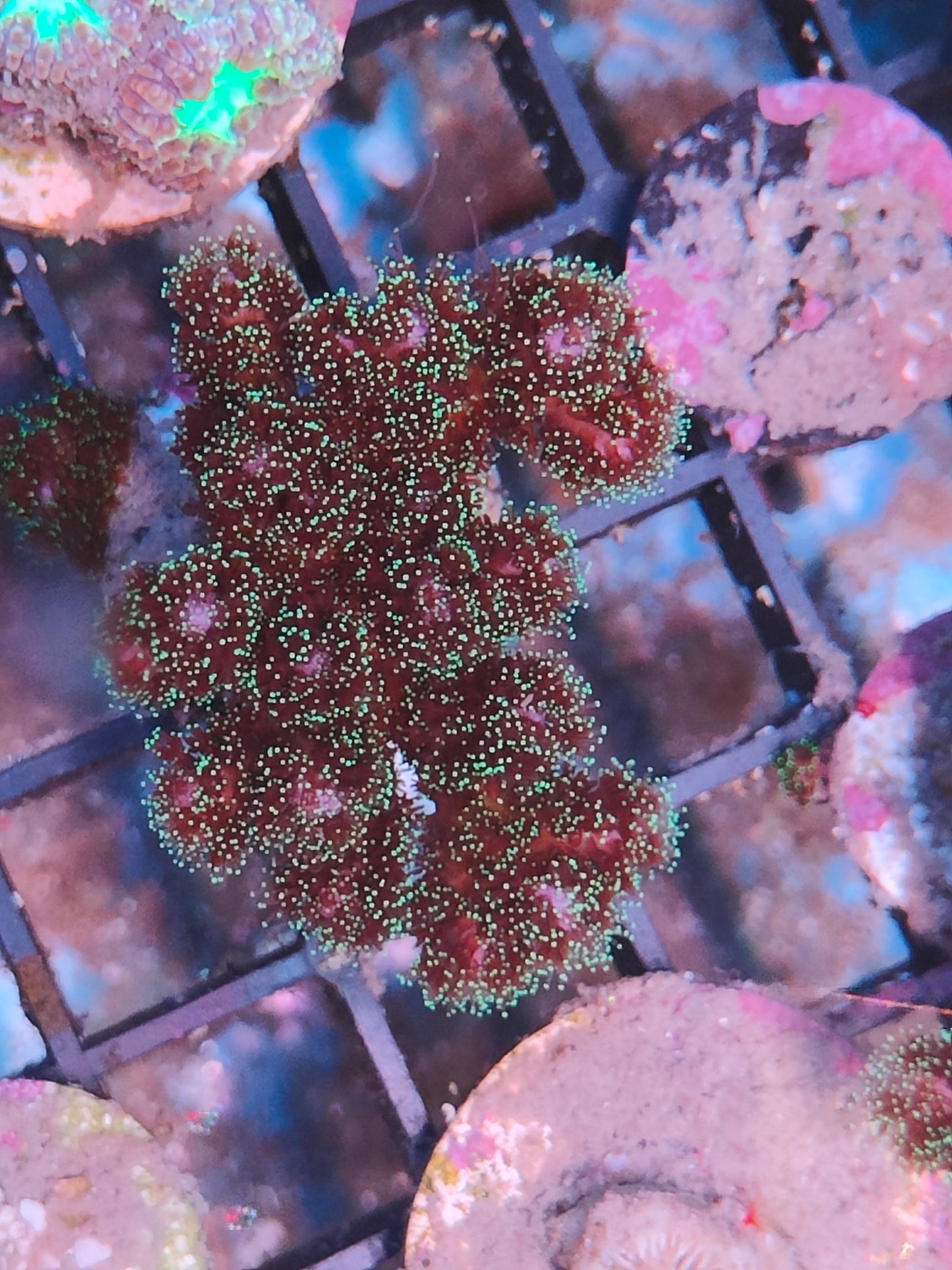 pocillopora tricolor WYSIWYG P1