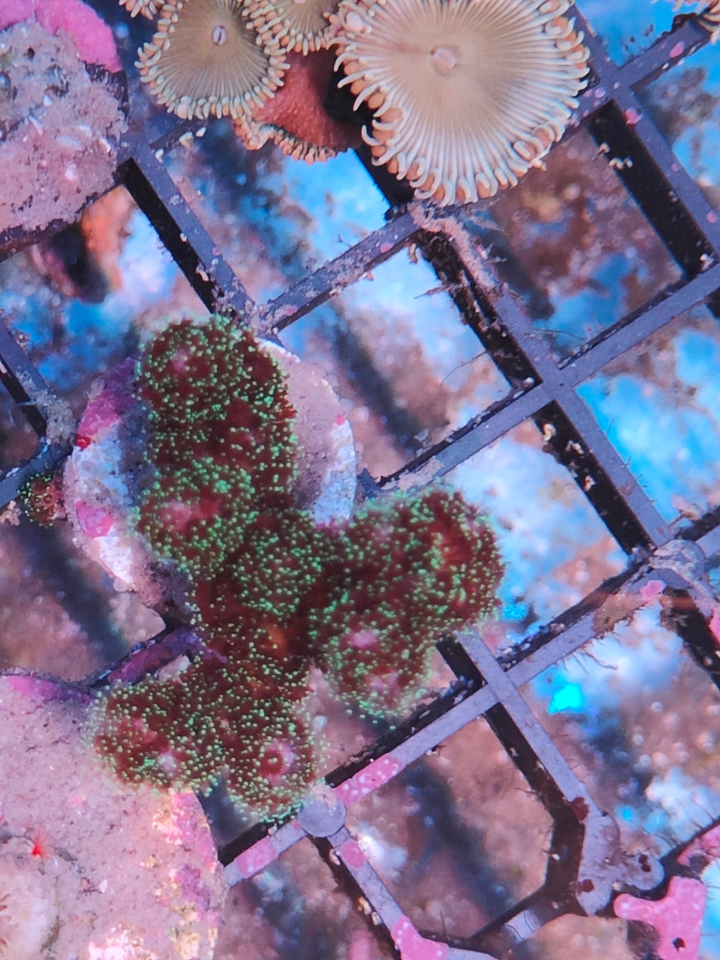 Pocillopora tricolor WYSIWYG P3