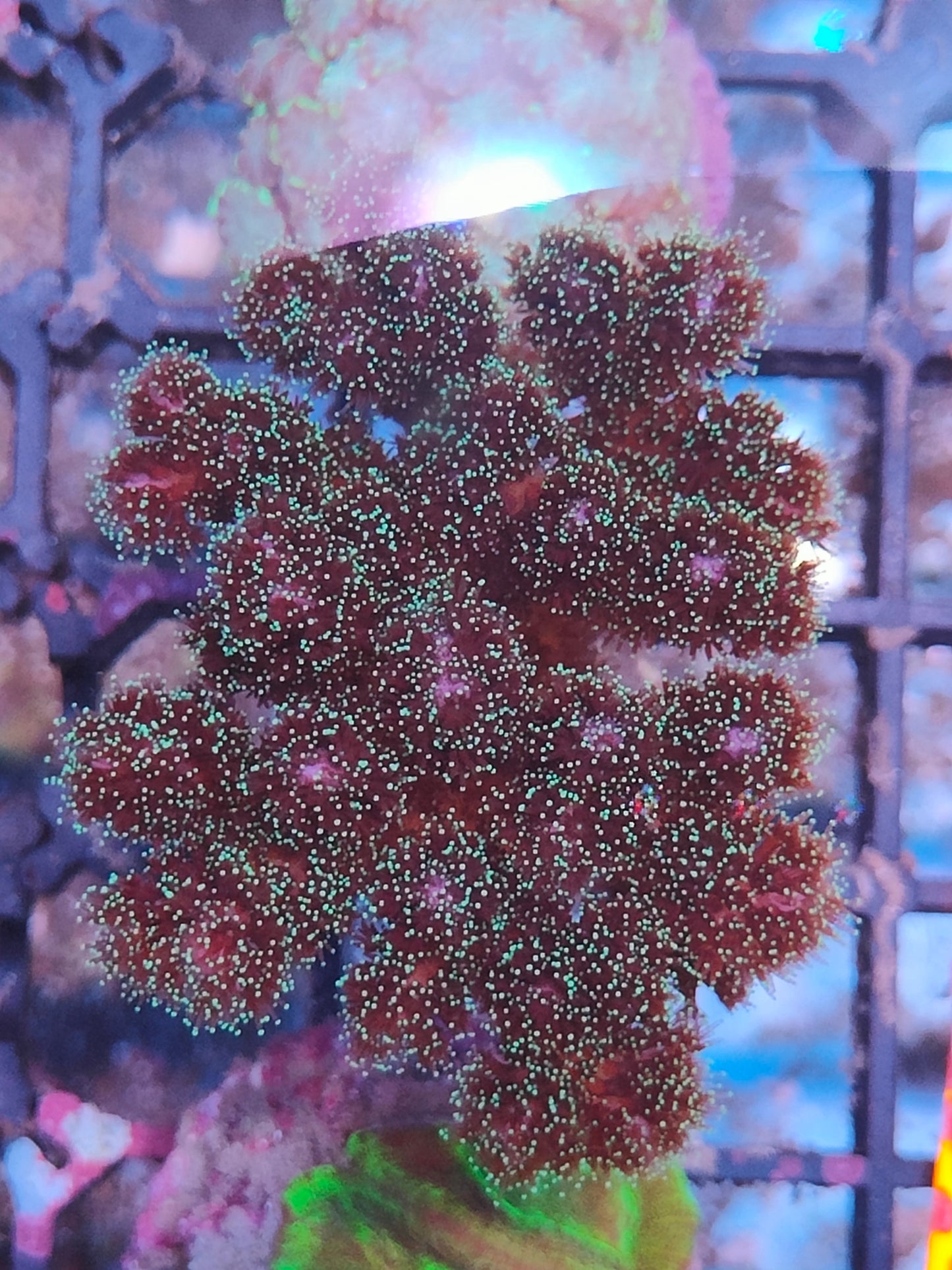 Pocillopora tricolor WYSIWYG P4