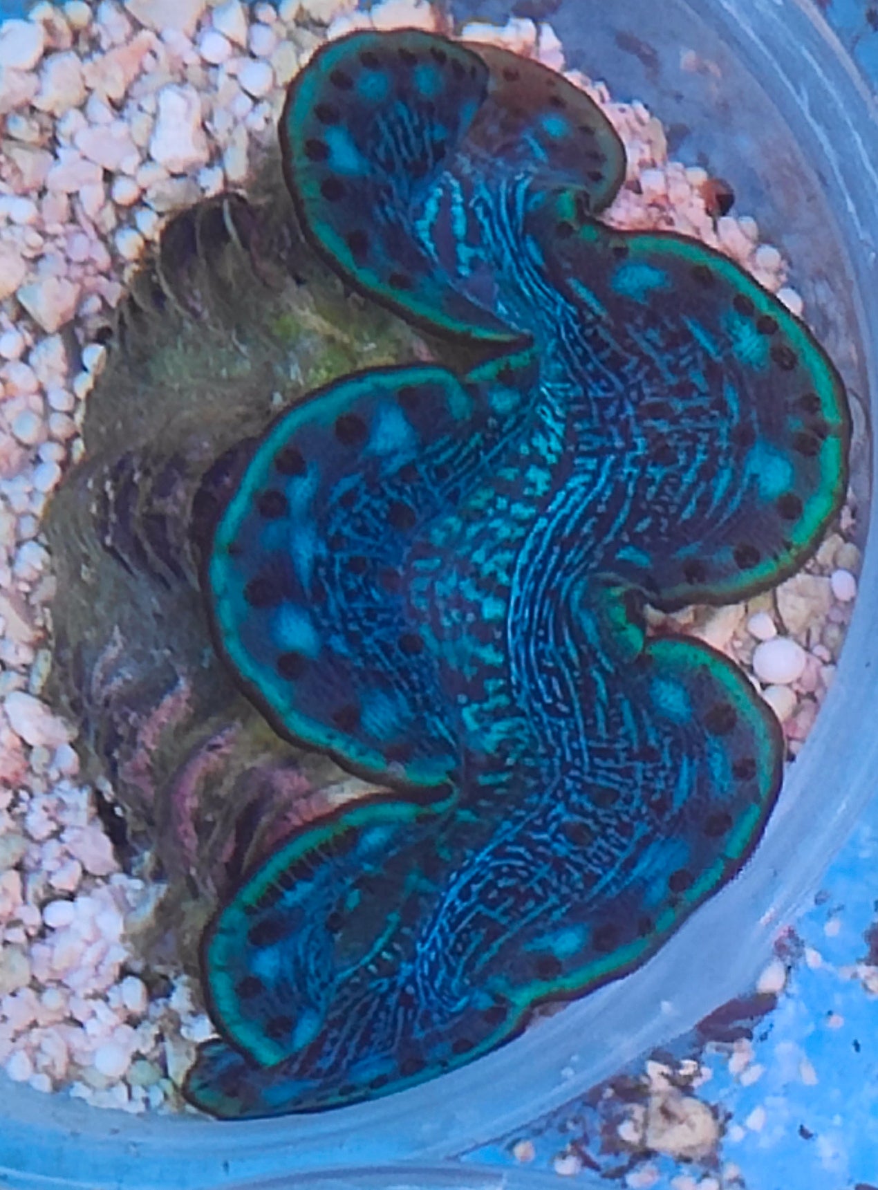 Tridacna maxima 6cm WYSIWYG 11