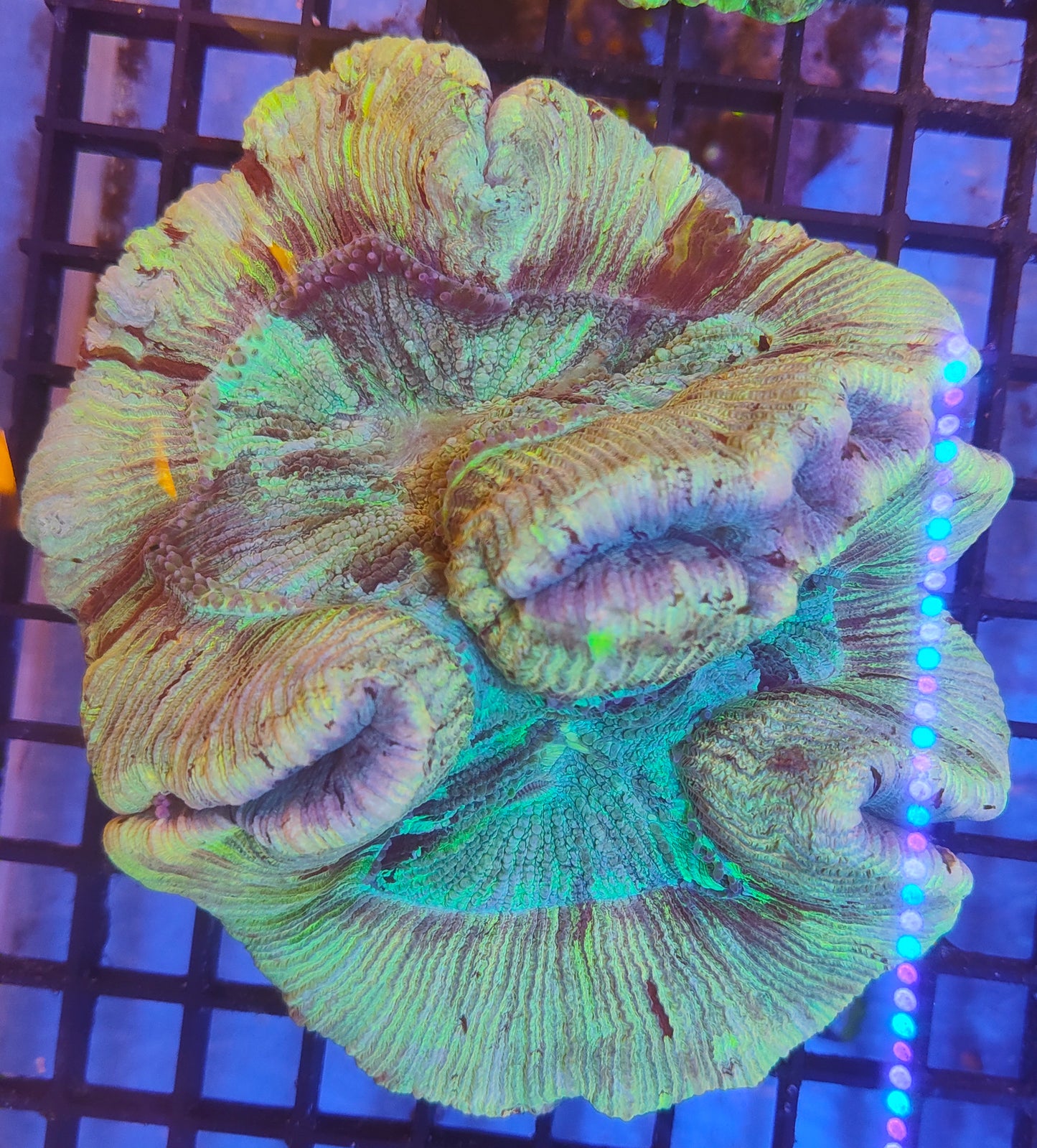 Trachyphyllia WYSIWYG T1