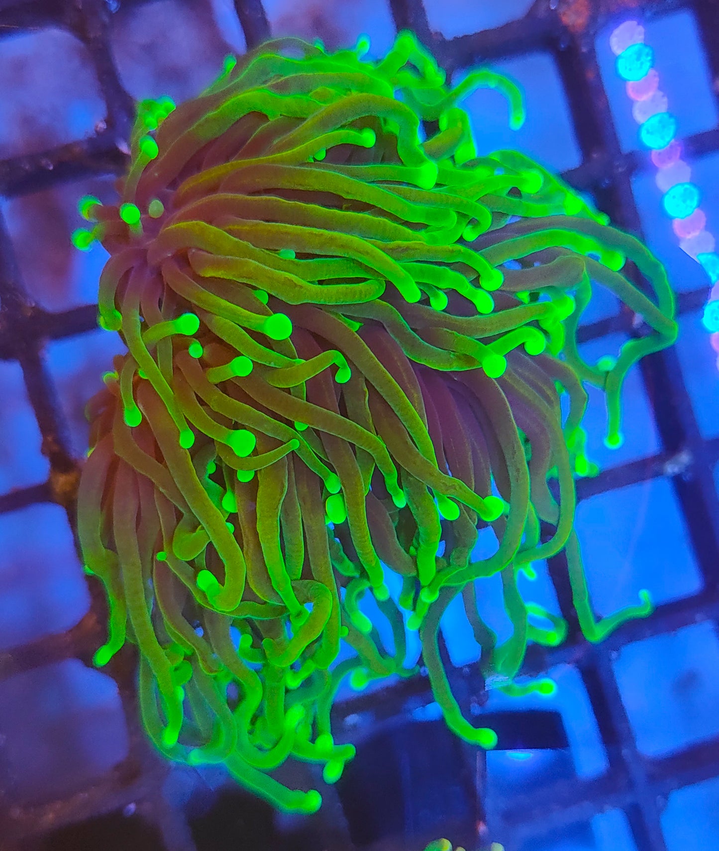 euphyllia glabrescens hellfire WYSIWYG E8