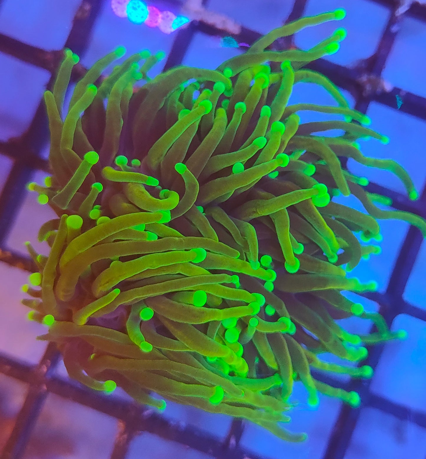 euphyllia glabrescens hellfire WYSIWYG E9