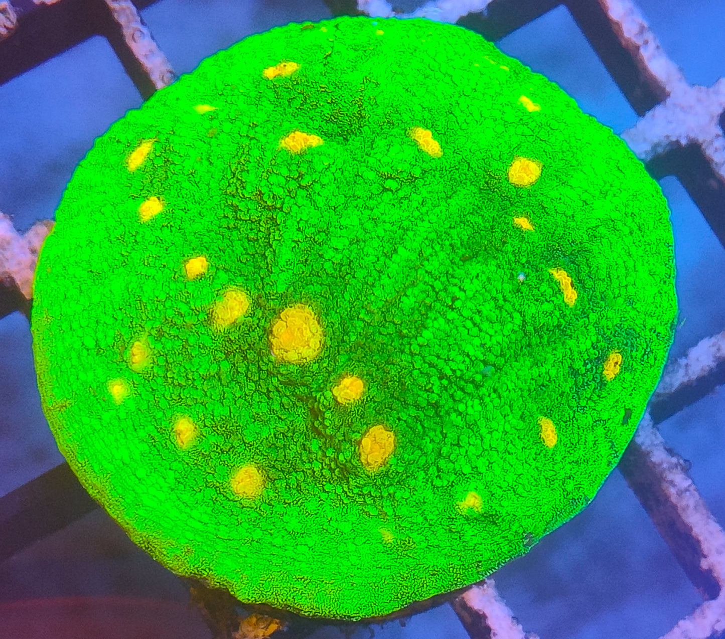 echinophyllia space invader WYSIWYG Z10