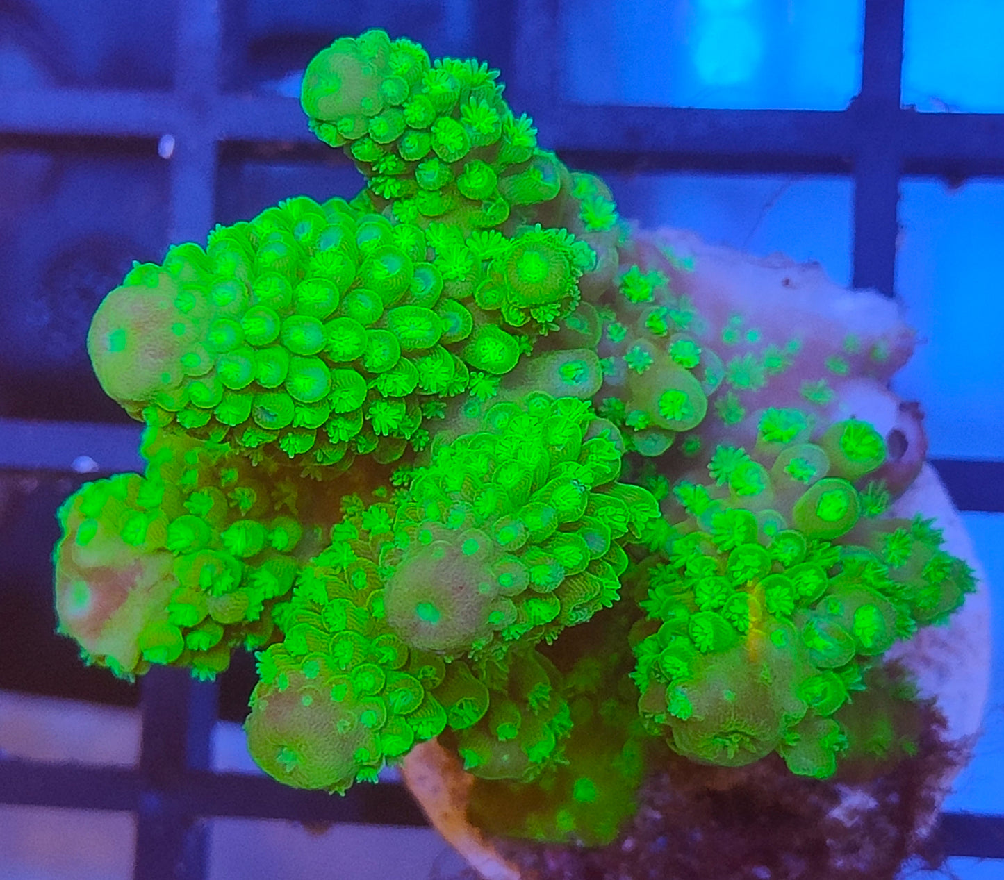 Acropora Fiji WYSIWYG A6