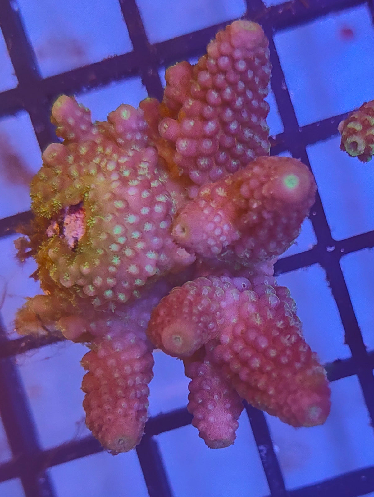 Acropora Fiji WYSIWYG A8