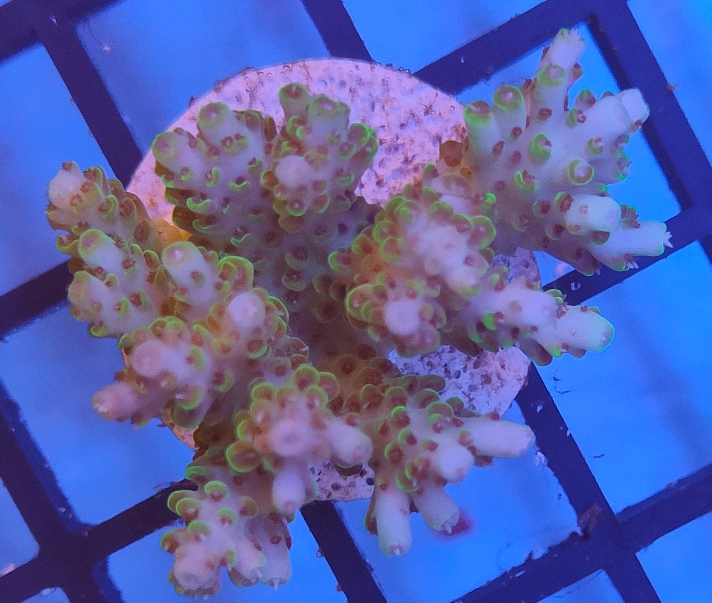 Acropora Fiji WYSIWYG A10