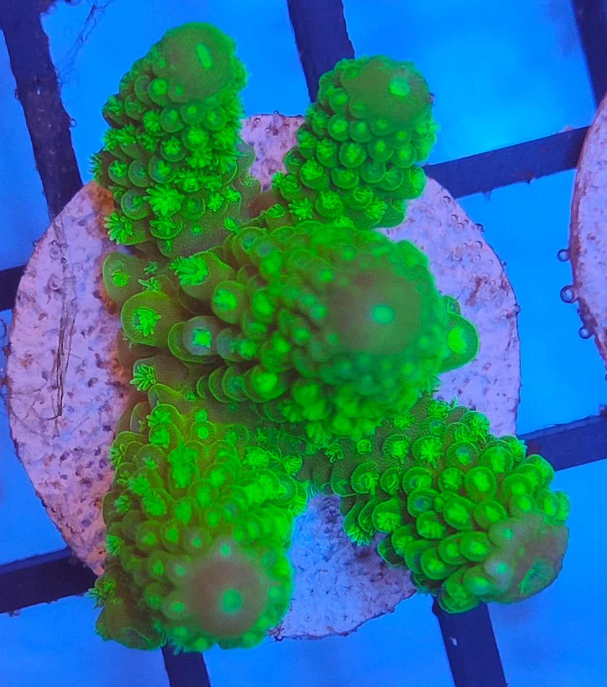 Acropora Fiji WYSIWYG A12