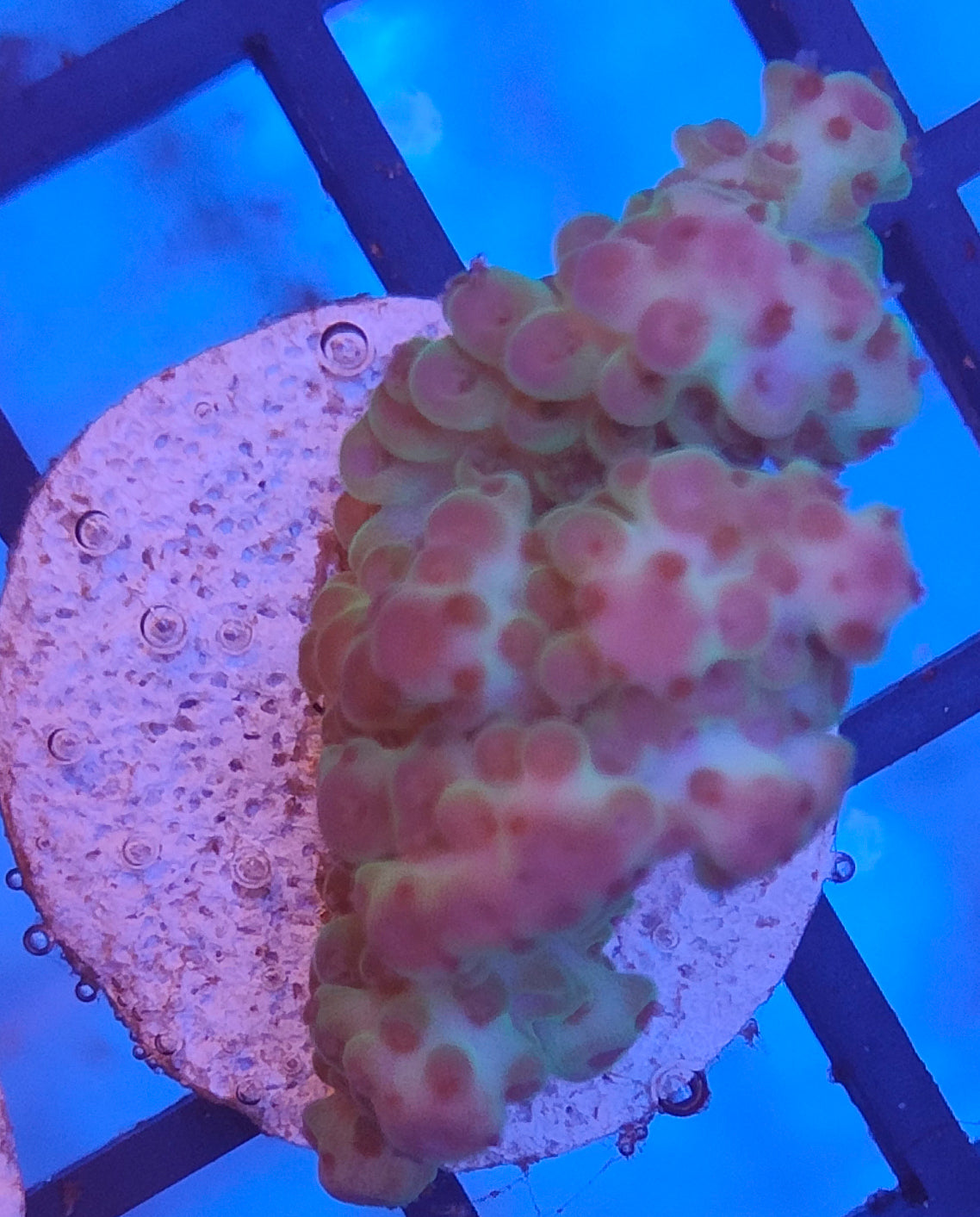Acropora Fiji WYSIWYG A13