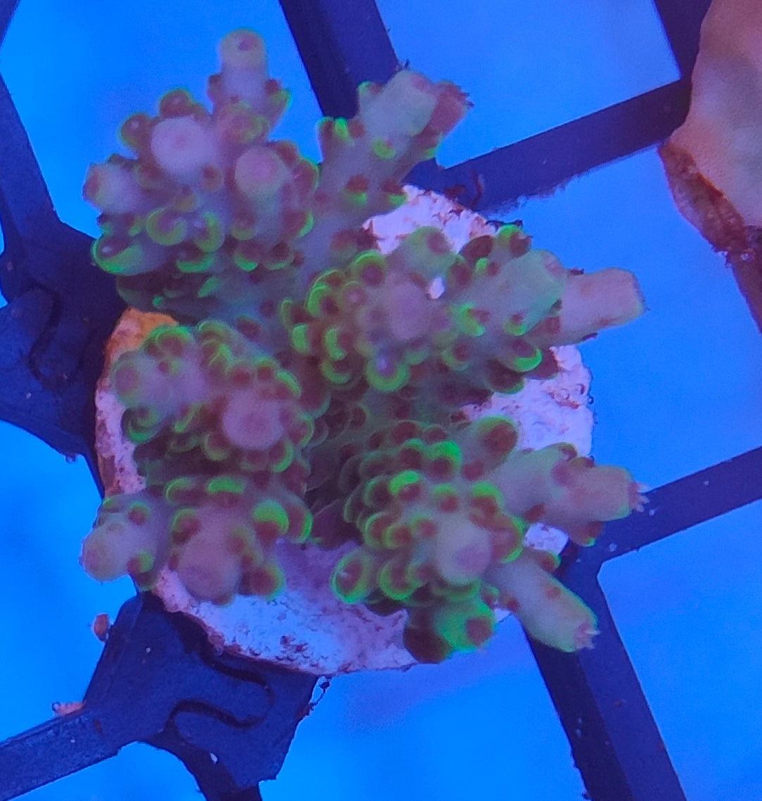 Acropora Fiji WYSIWYG A14