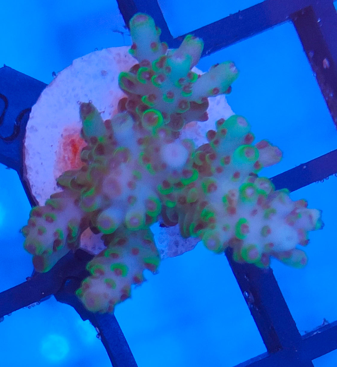 Acropora Fiji WYSIWYG A15