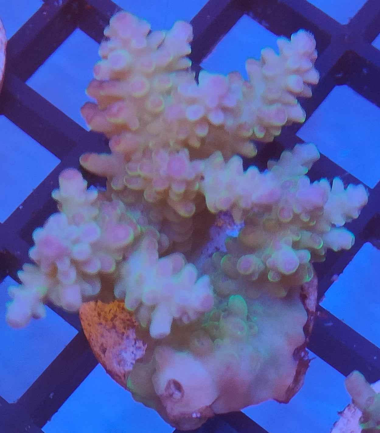 Acropora Fiji WYSIWYG A16