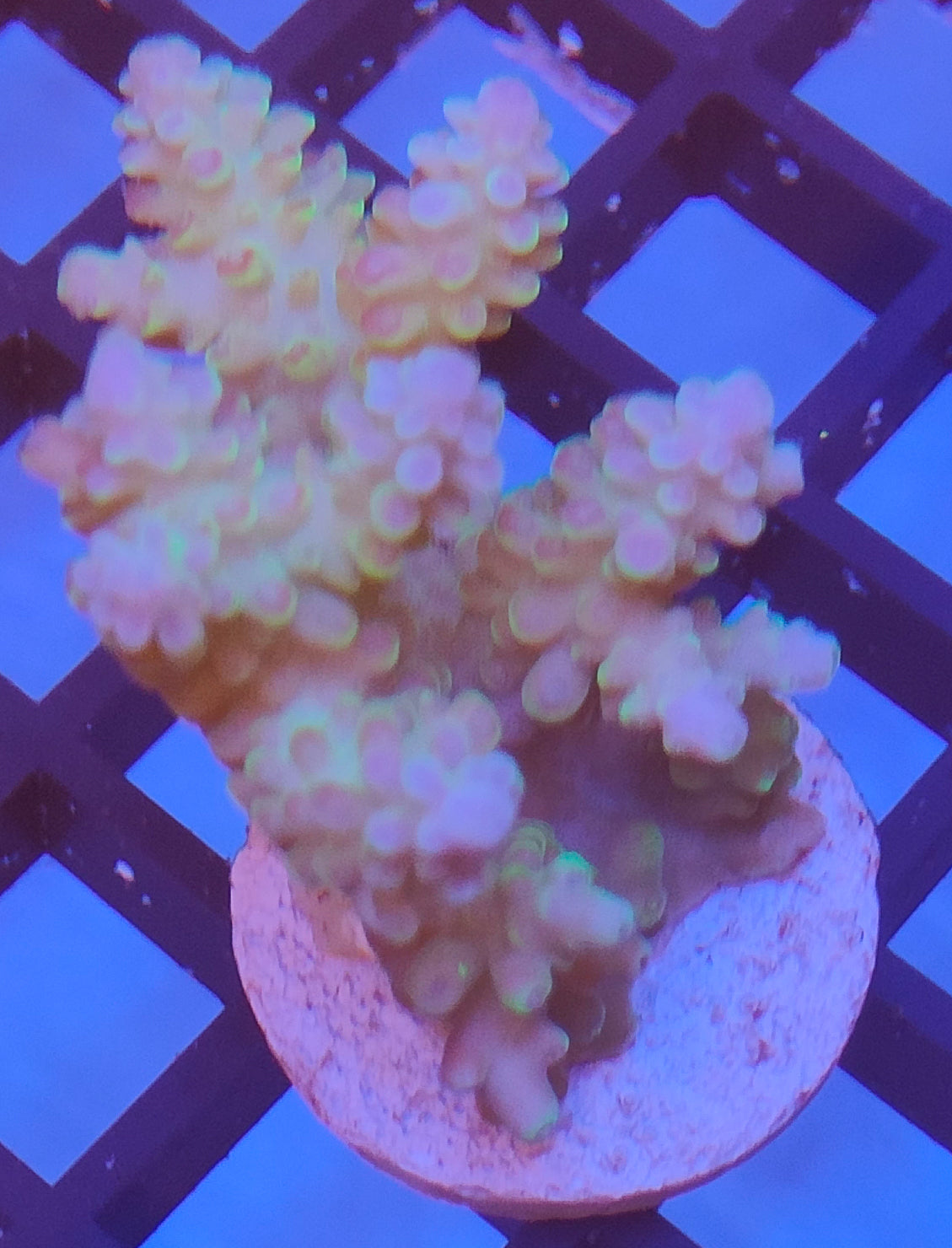 Acropora Fiji WYSIWYG A17