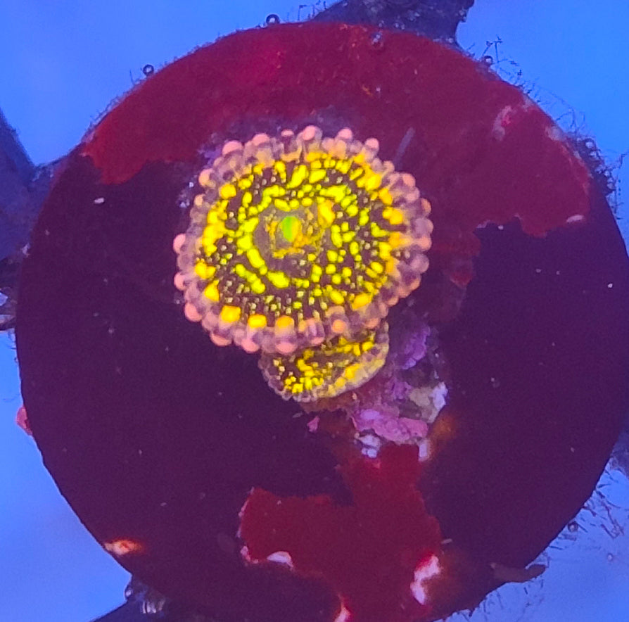 Zoanthus stratosphere 2 polypes WYSIWYG Z1