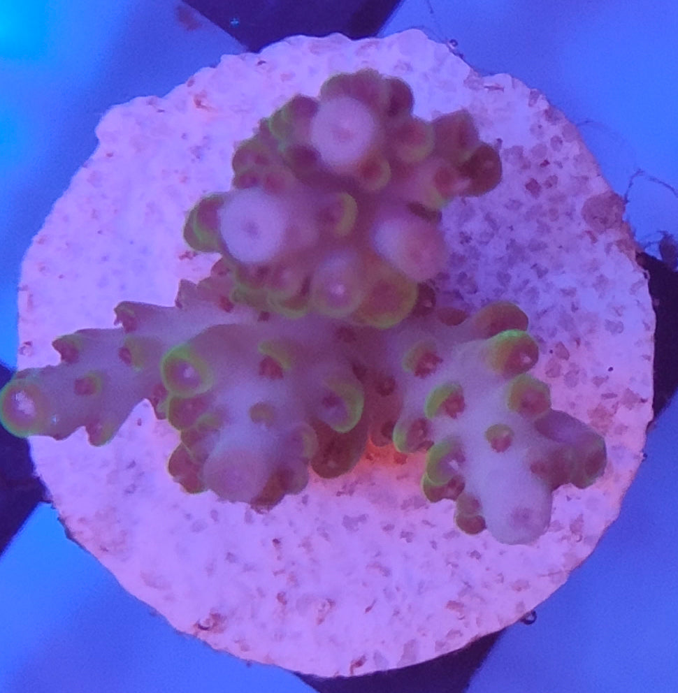 Acropora indo WYSIWYG A23