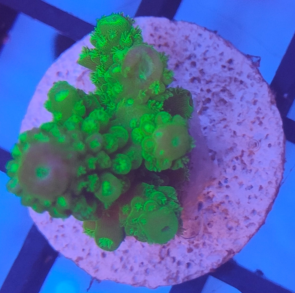 Acropora indo WYSIWYG A24