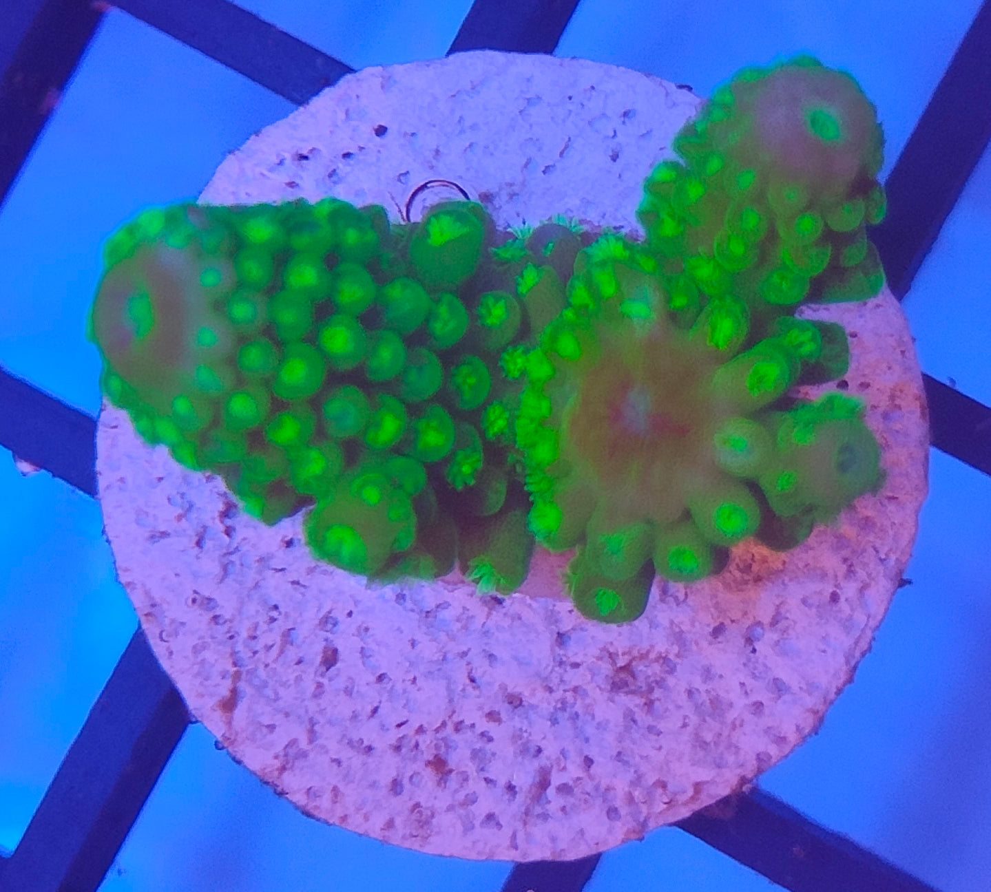 Acropora indo WYSIWYG A26
