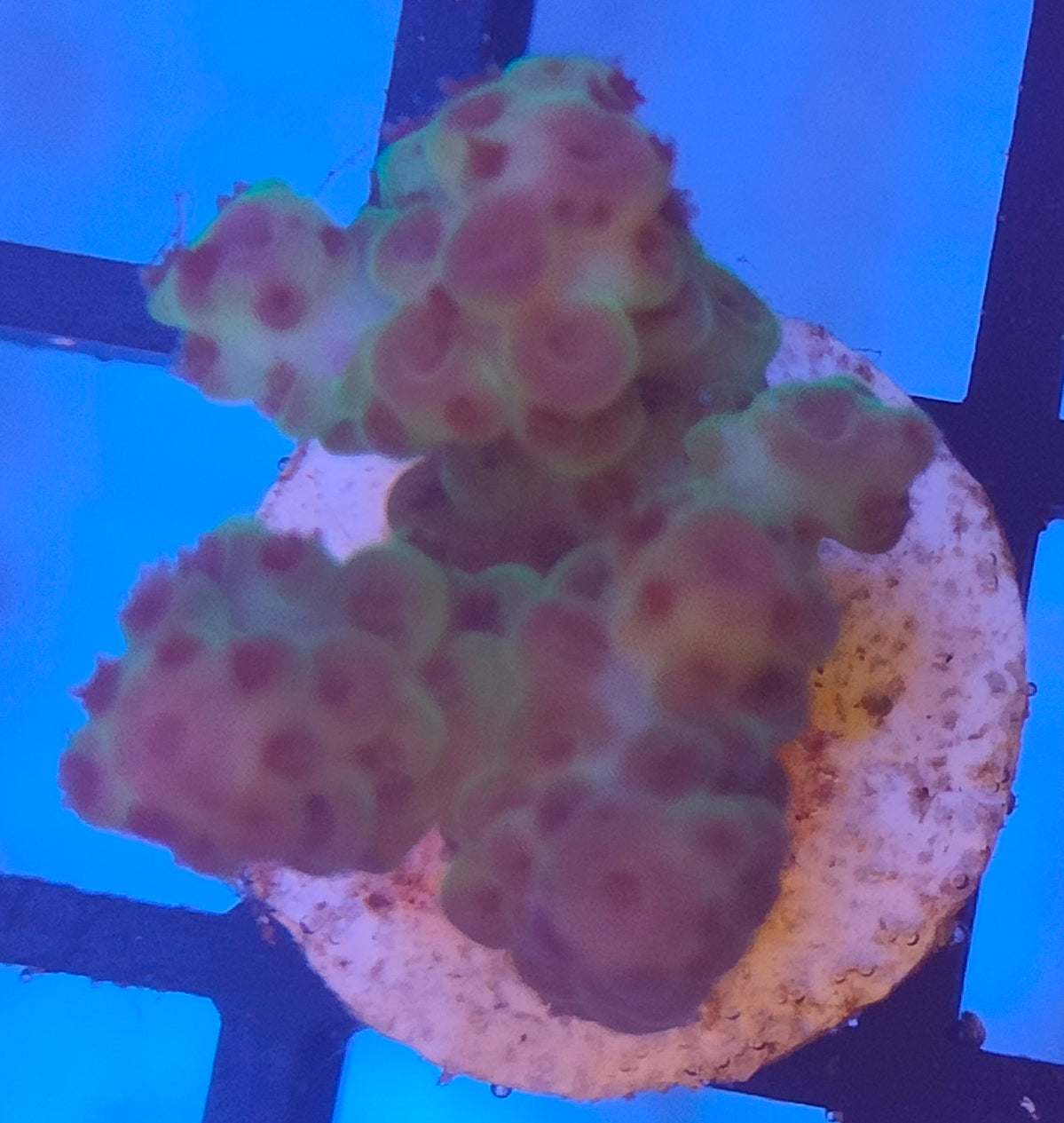 Acropora Fiji WYSIWYG A27