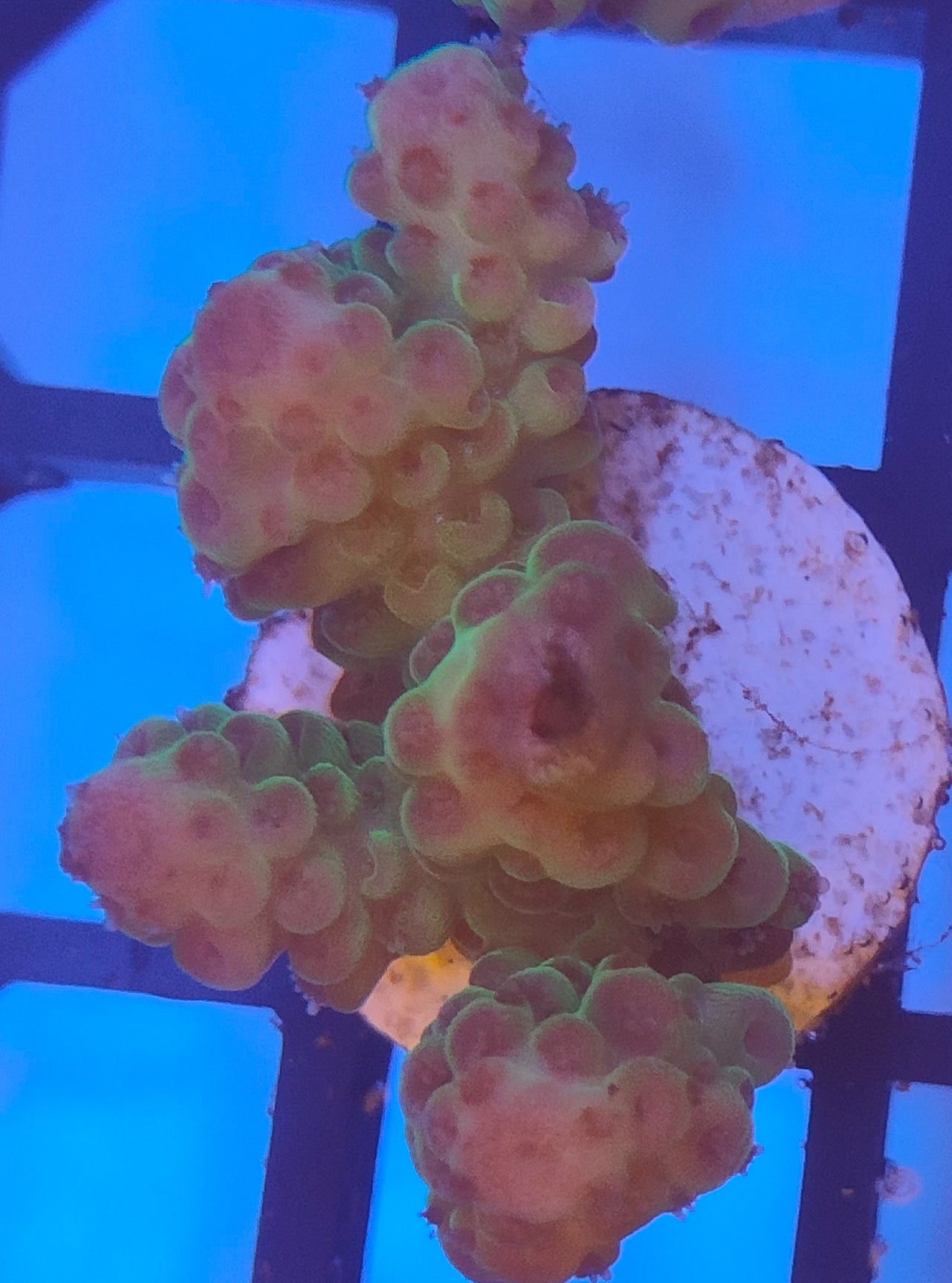 Acropora Fiji WYSIWYG A28