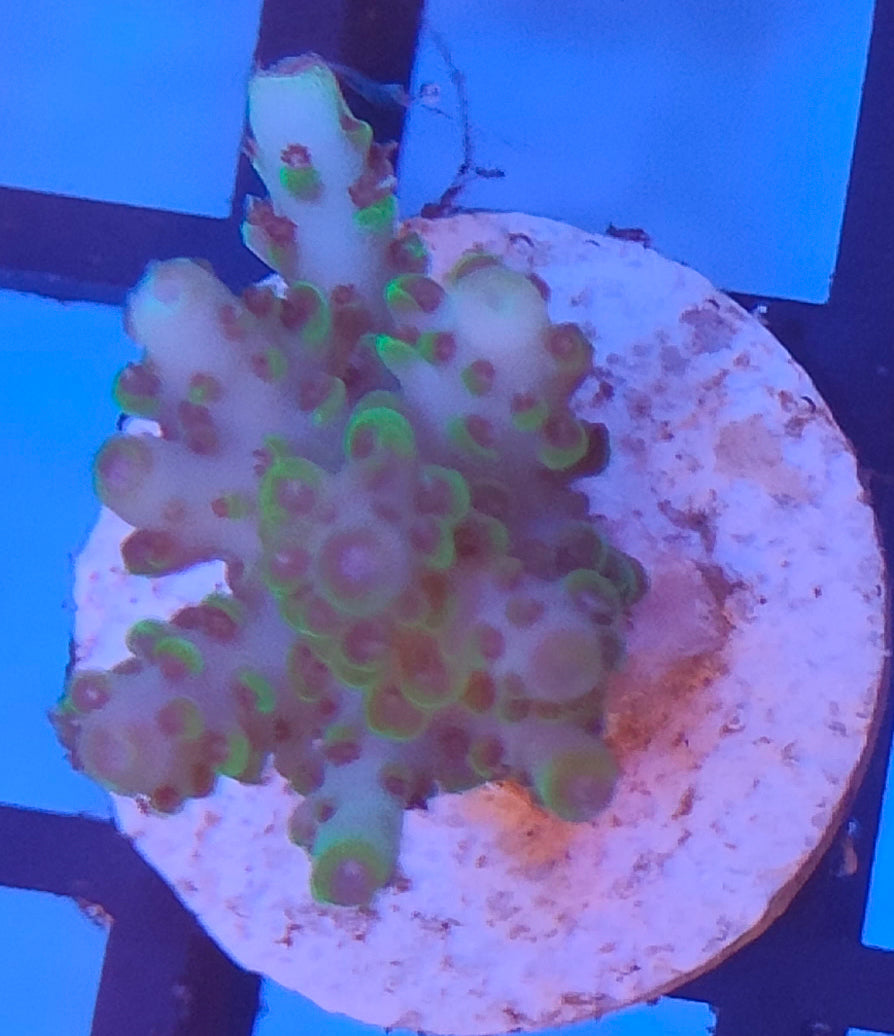 Acropora Fiji WYSIWYG A29