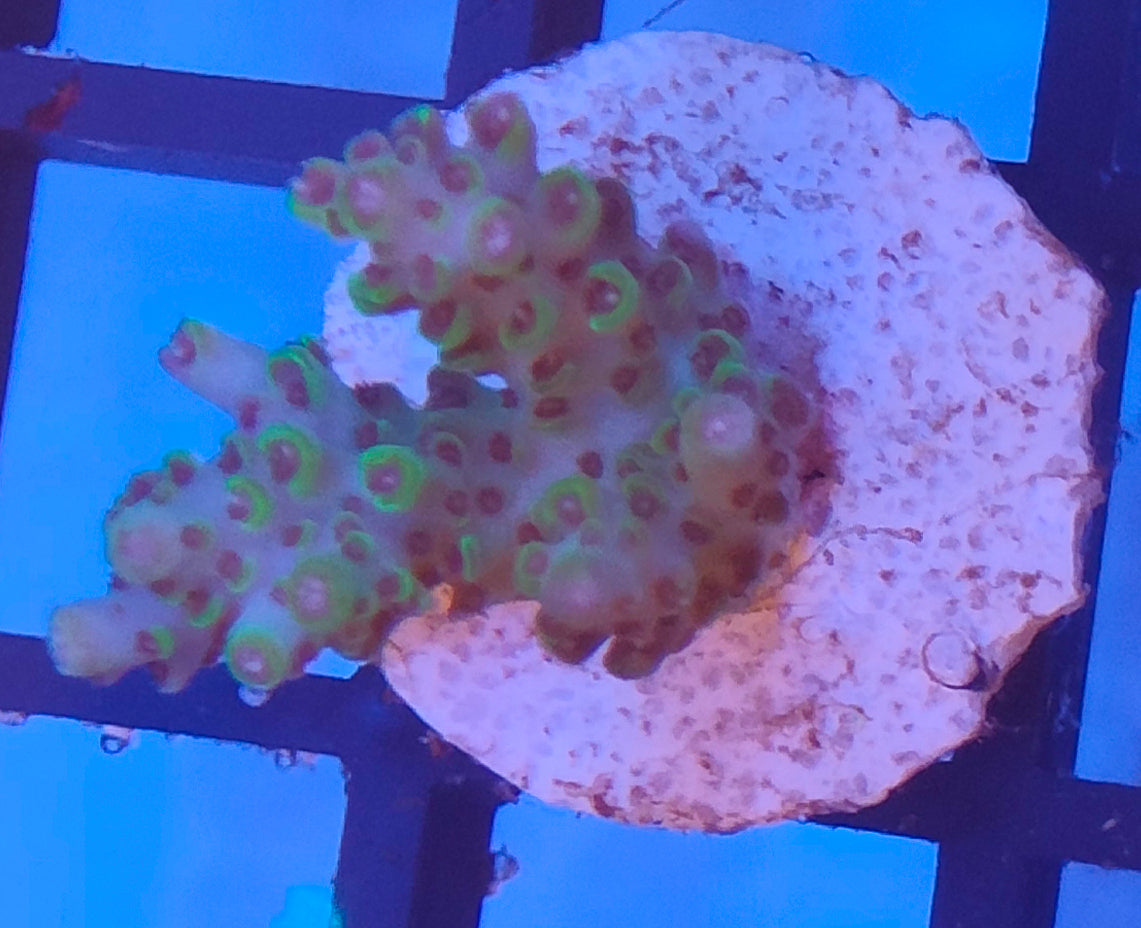 Acropora Fiji WYSIWYG A30